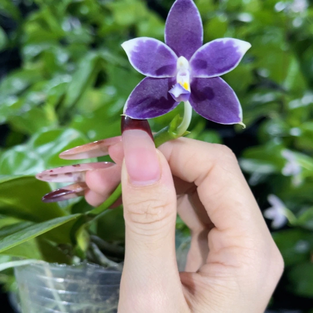 无花朵蝴蝶兰原生柳林3580