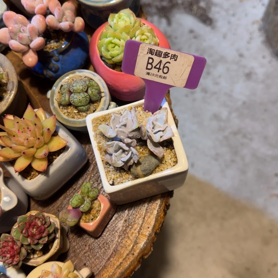 不****～多肉植物饺子皮全身哇塞