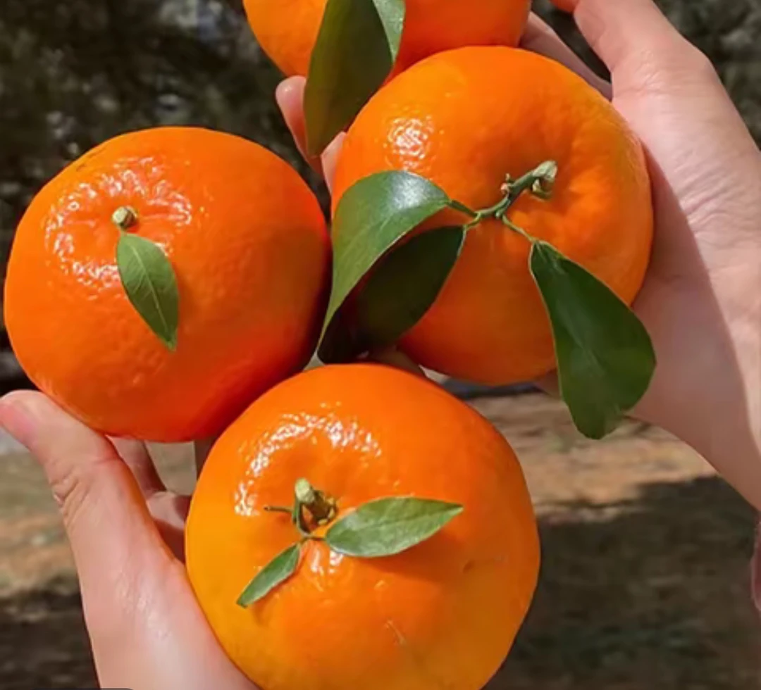 高原沃柑 皮薄多汁 新鲜水果现摘现发孕妇水果9斤包邮