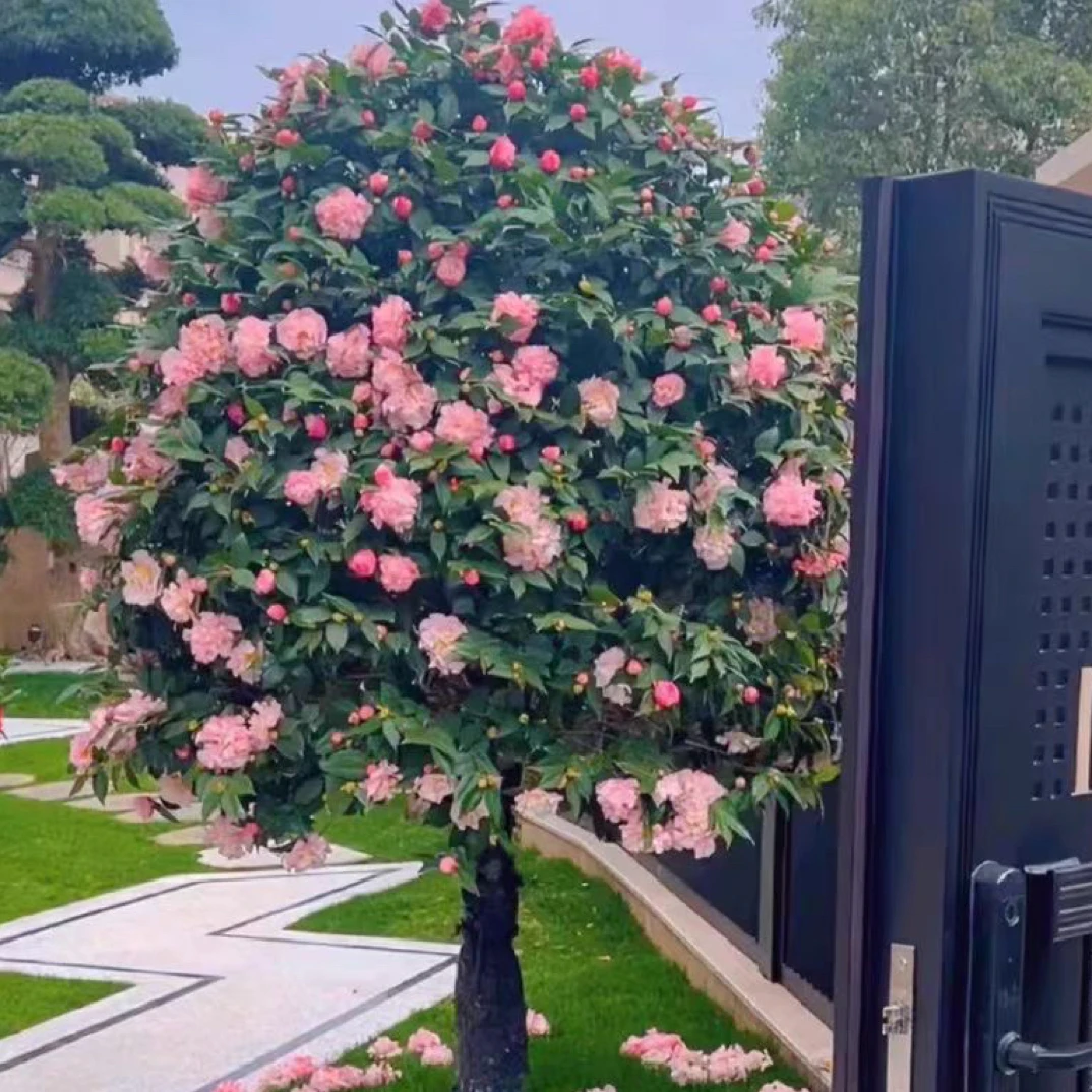 花卉大棵巨型烈香妃粉色山茶花树苗盆栽地栽大型带花苞浓香型