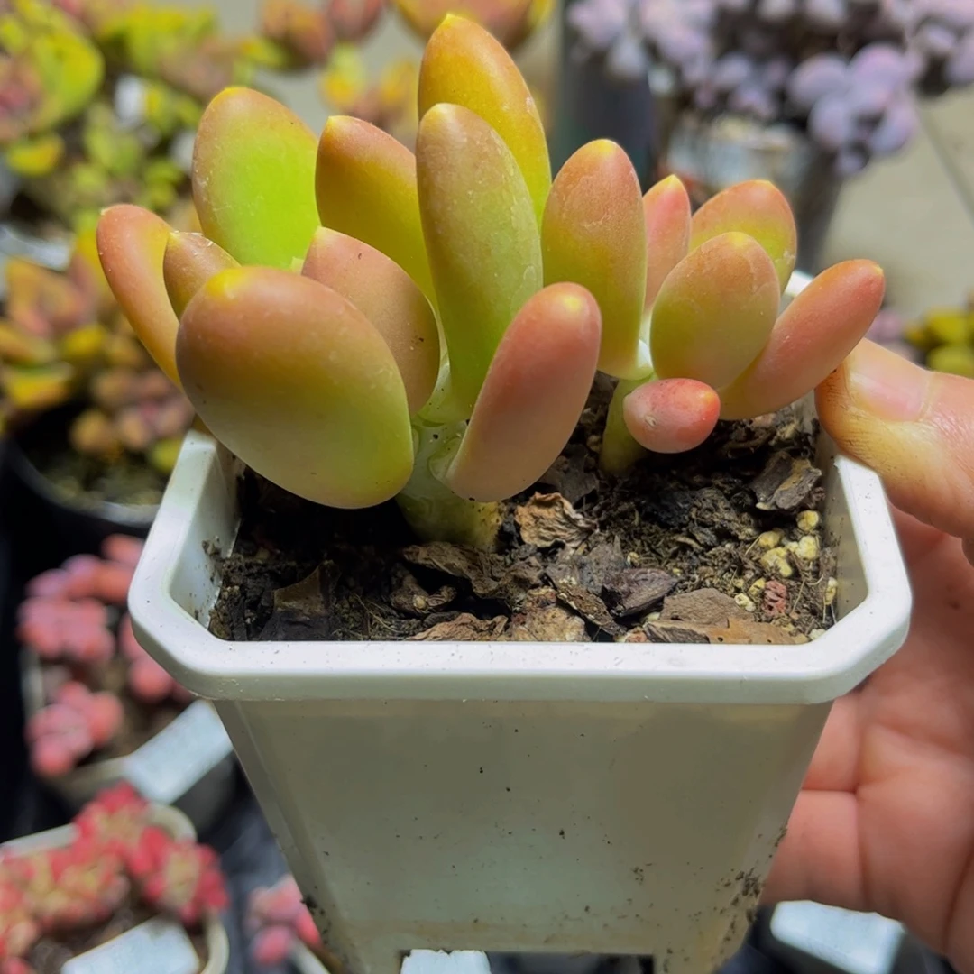 443芒果奶苗7厘米多肉