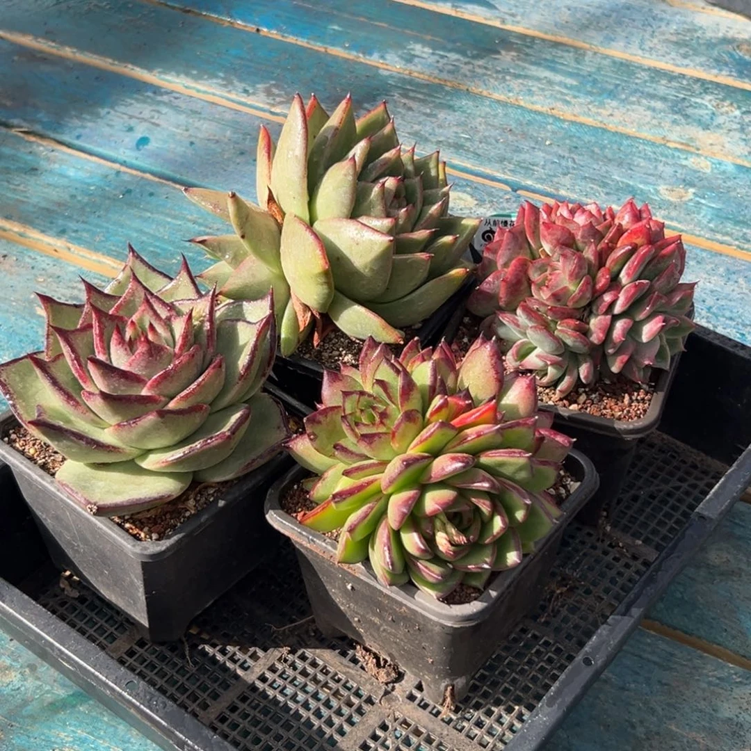 多肉精选编号0119.263