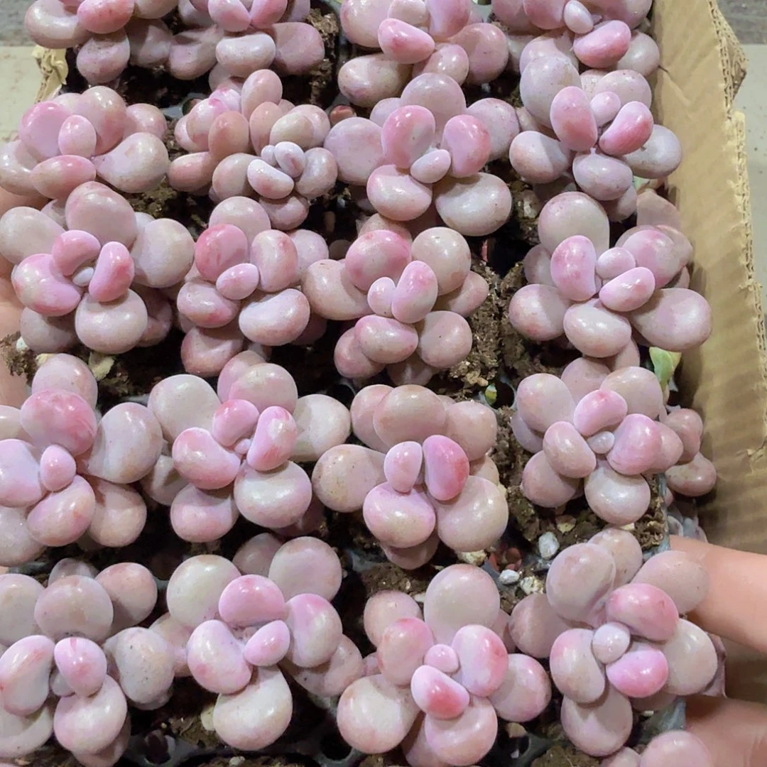 桃蛋多肉28颗11111