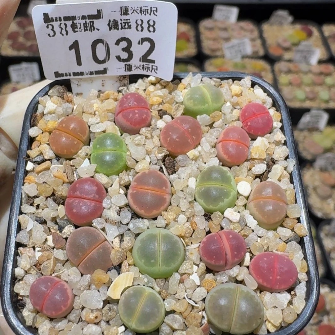 Ssss精品生石花1032