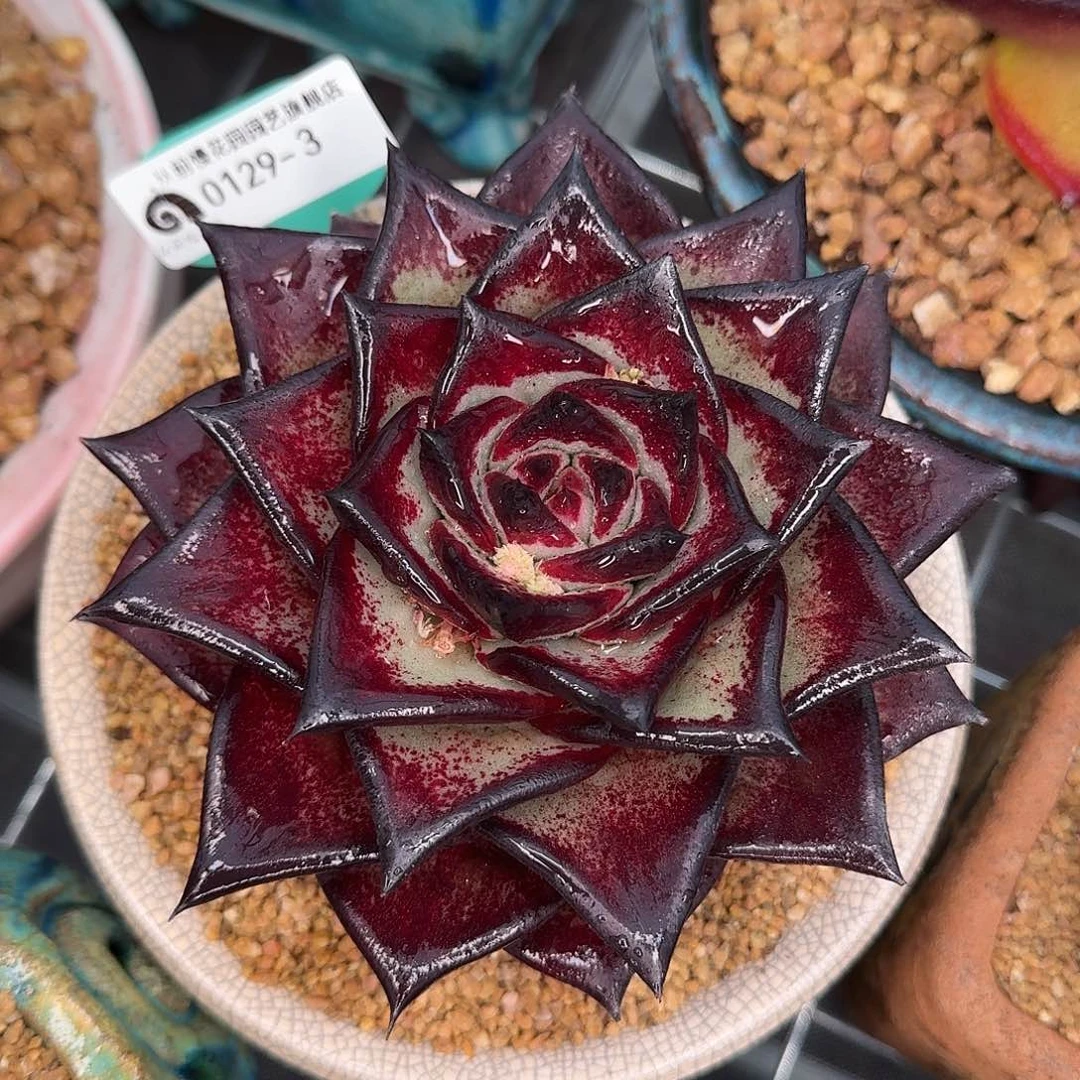 从前慢花园多肉0129-3