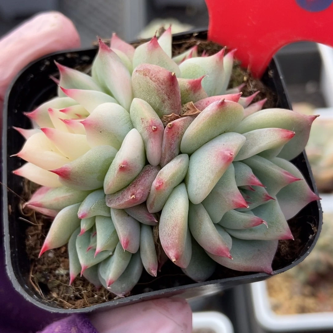 868吉娃娃锦多肉植物保护