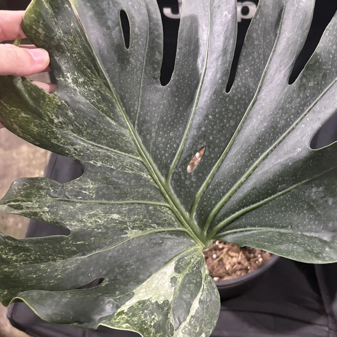 07海洋薄荷龟背竹（只发顺丰 邮费自理）