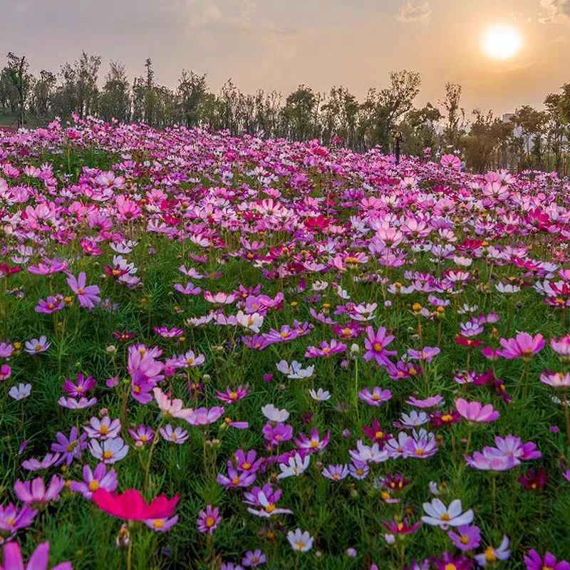 波斯格桑花四季开花不断易活庭院小雏菊月见草室内植物盆栽花卉