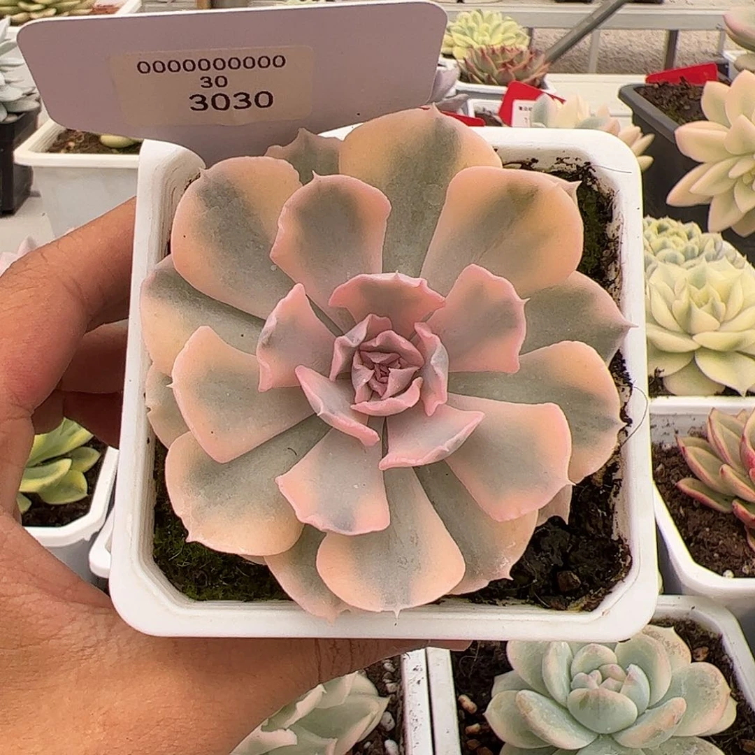 3030号利比里亚多肉植物