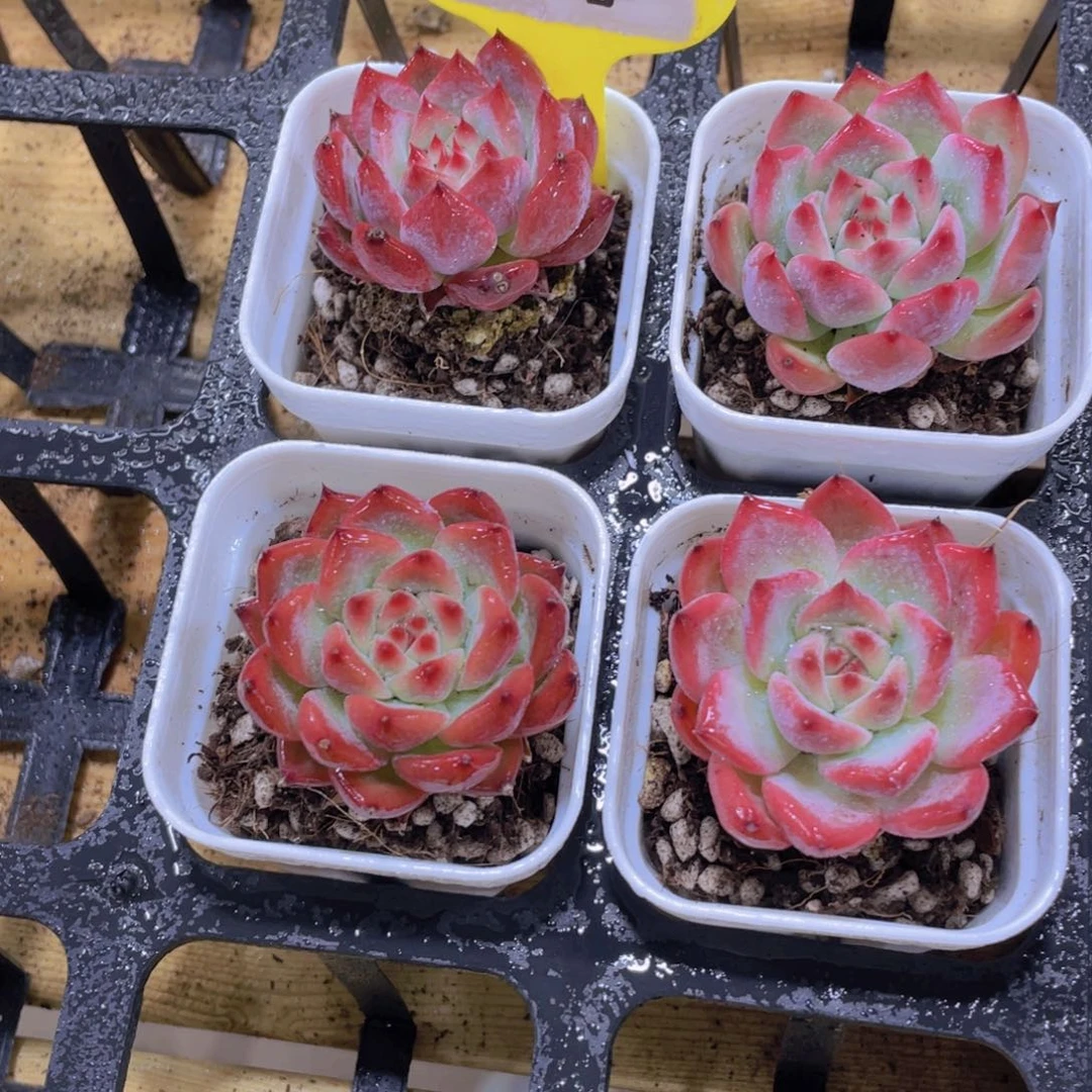 451号 钻石卡罗拉单头一个