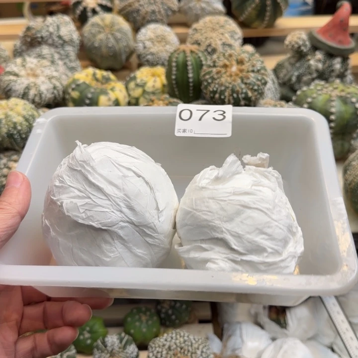 兜星球仙人球073号