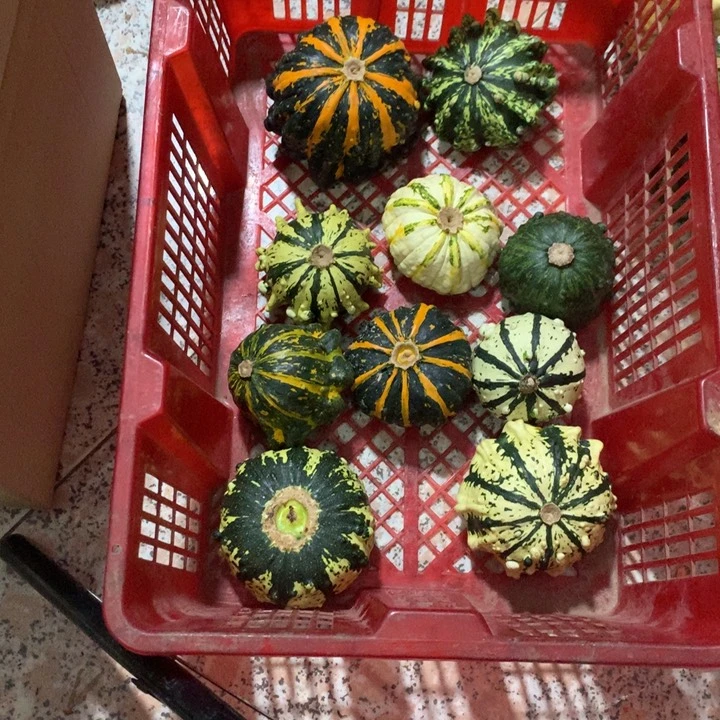 J****r墨西哥！墨西哥！墨西哥