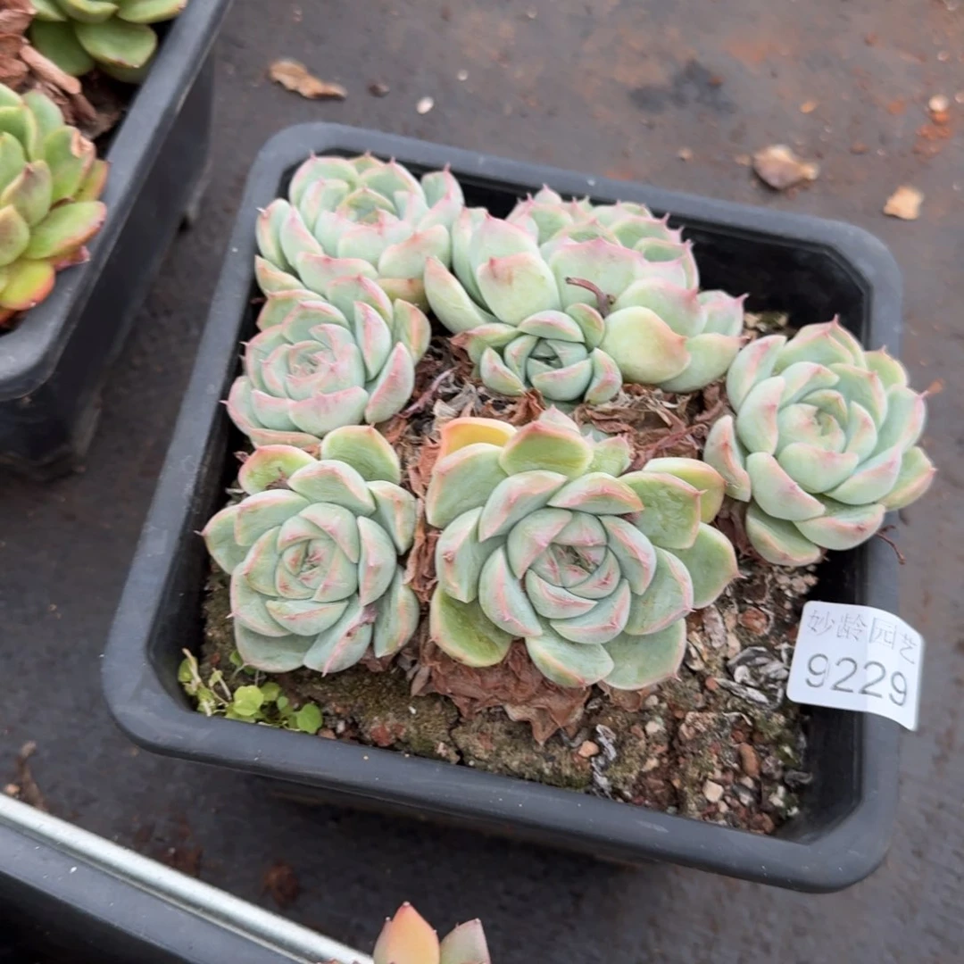 叮***59229杂交多肉植物基地