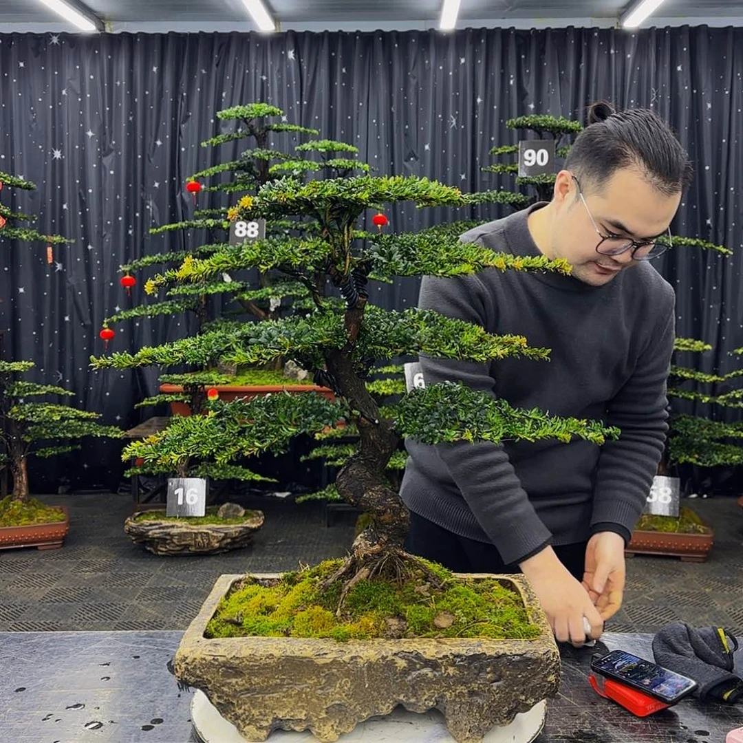 珍珠红芽菊花罗汉松造型盆景