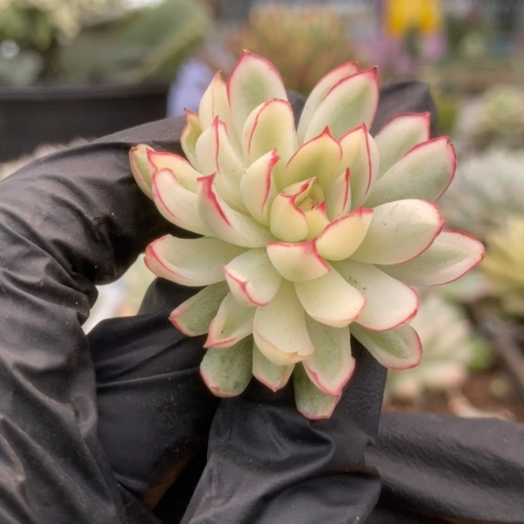 531白覆轮梦幻玫瑰侧芽