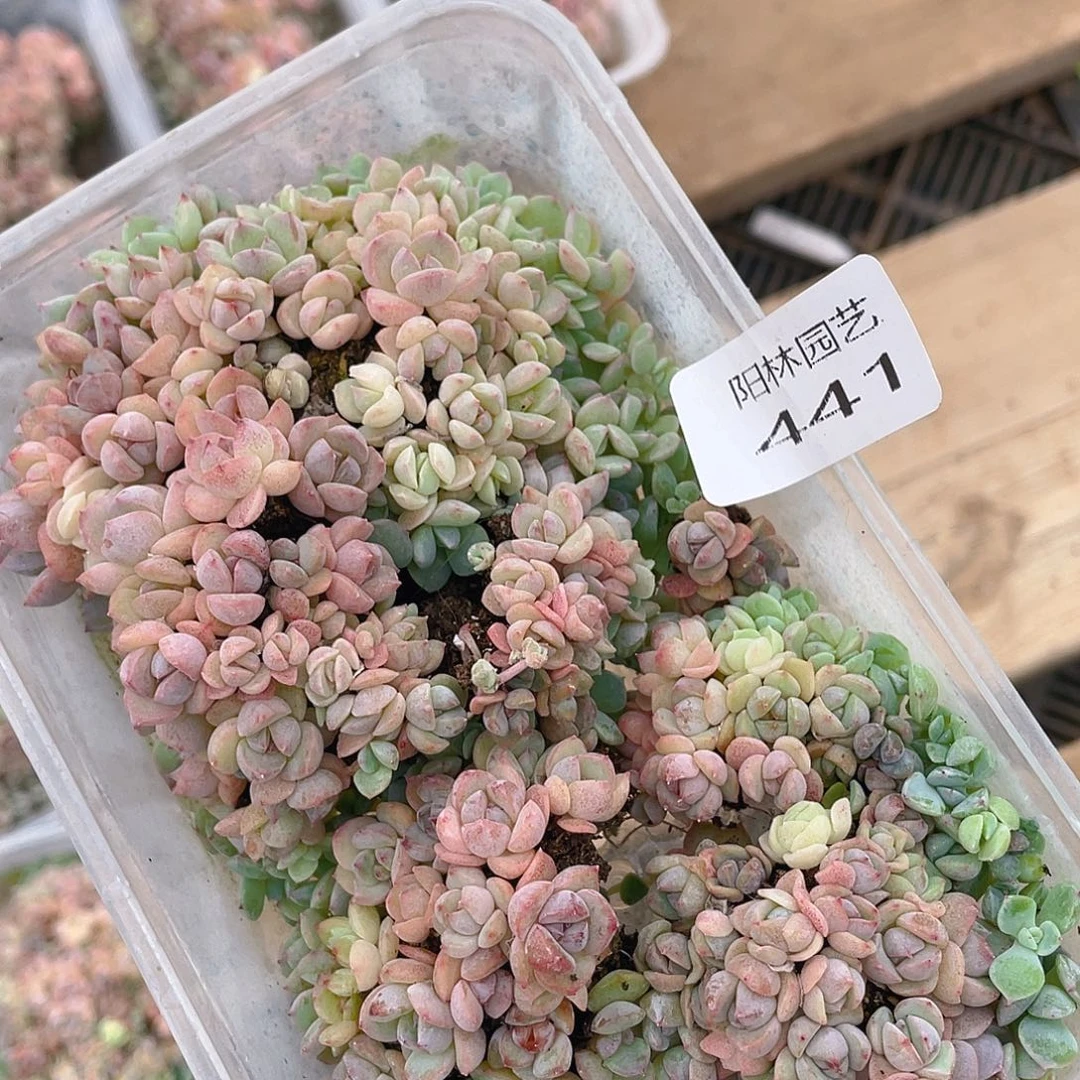 多肉植物多肉植物441