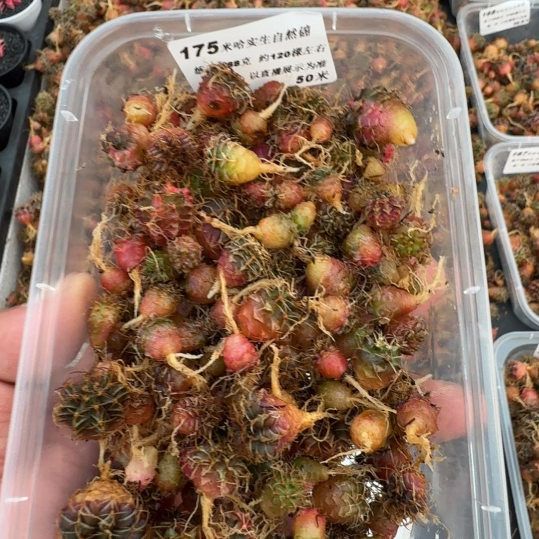 米哈实生自然锦练手球120颗左右175