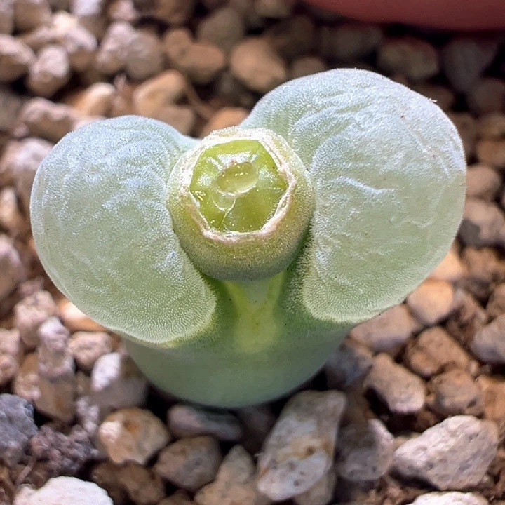 567。 优选五年母本2151