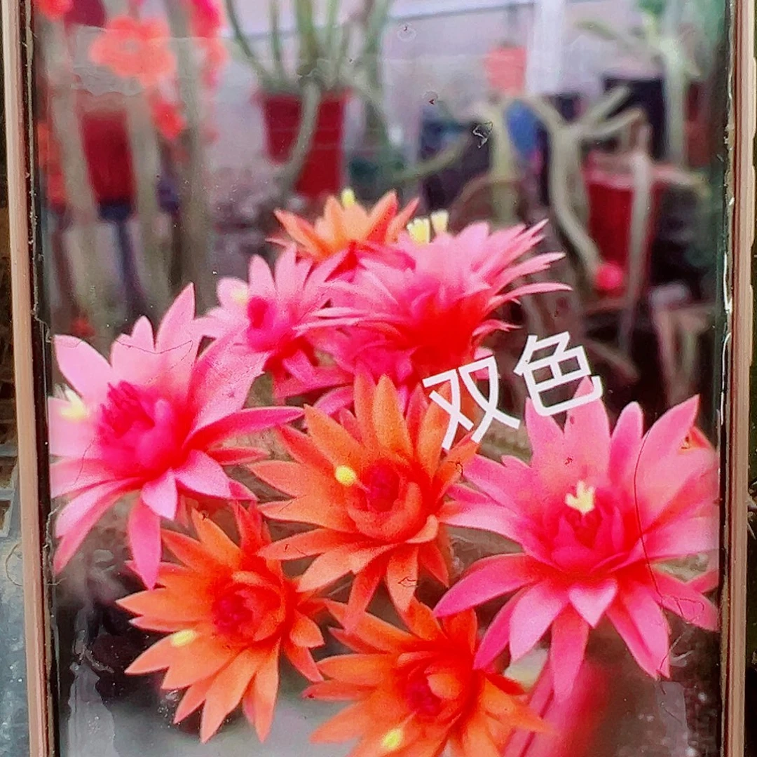 金妞双色垂钓侧芽 20 包邮