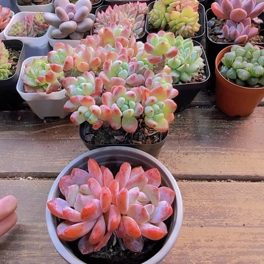 罗琦。 梦影2222222222222222222