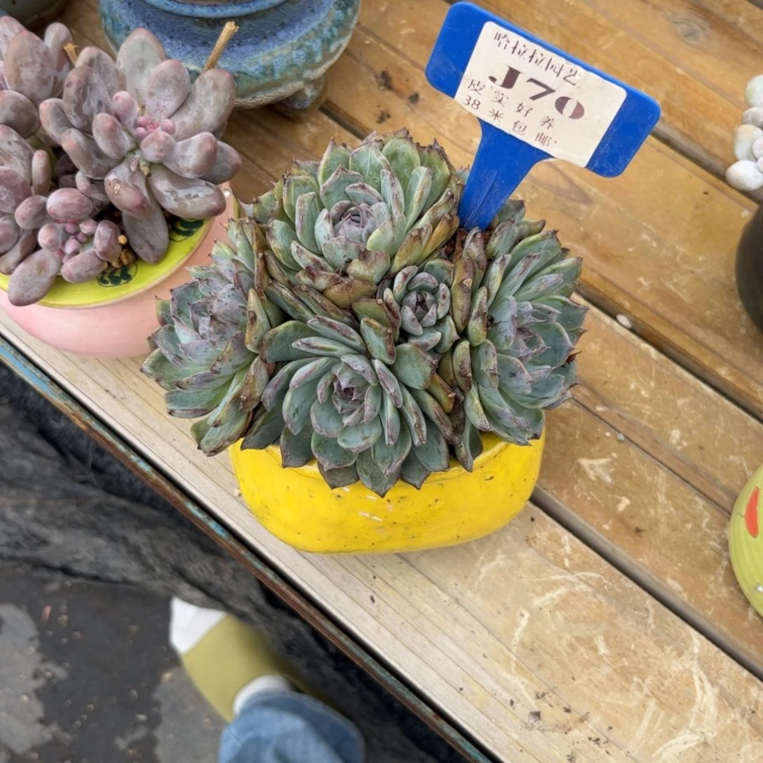 七***。多肉植物111111111