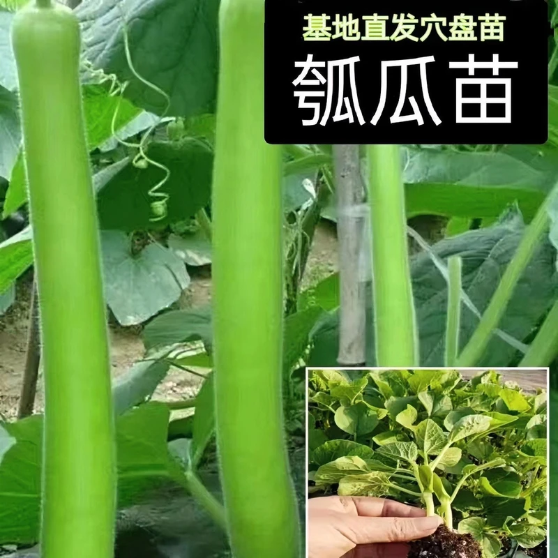 优选瓠瓜秧苗高产抗旱优质苗阳台庭院种植绿色健康瓠瓜自由营养