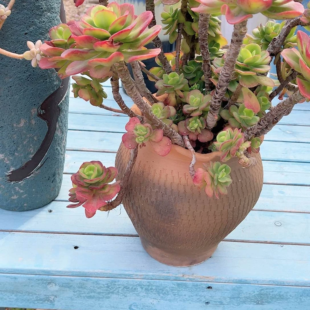 甲**星红梅多肉植物带盆