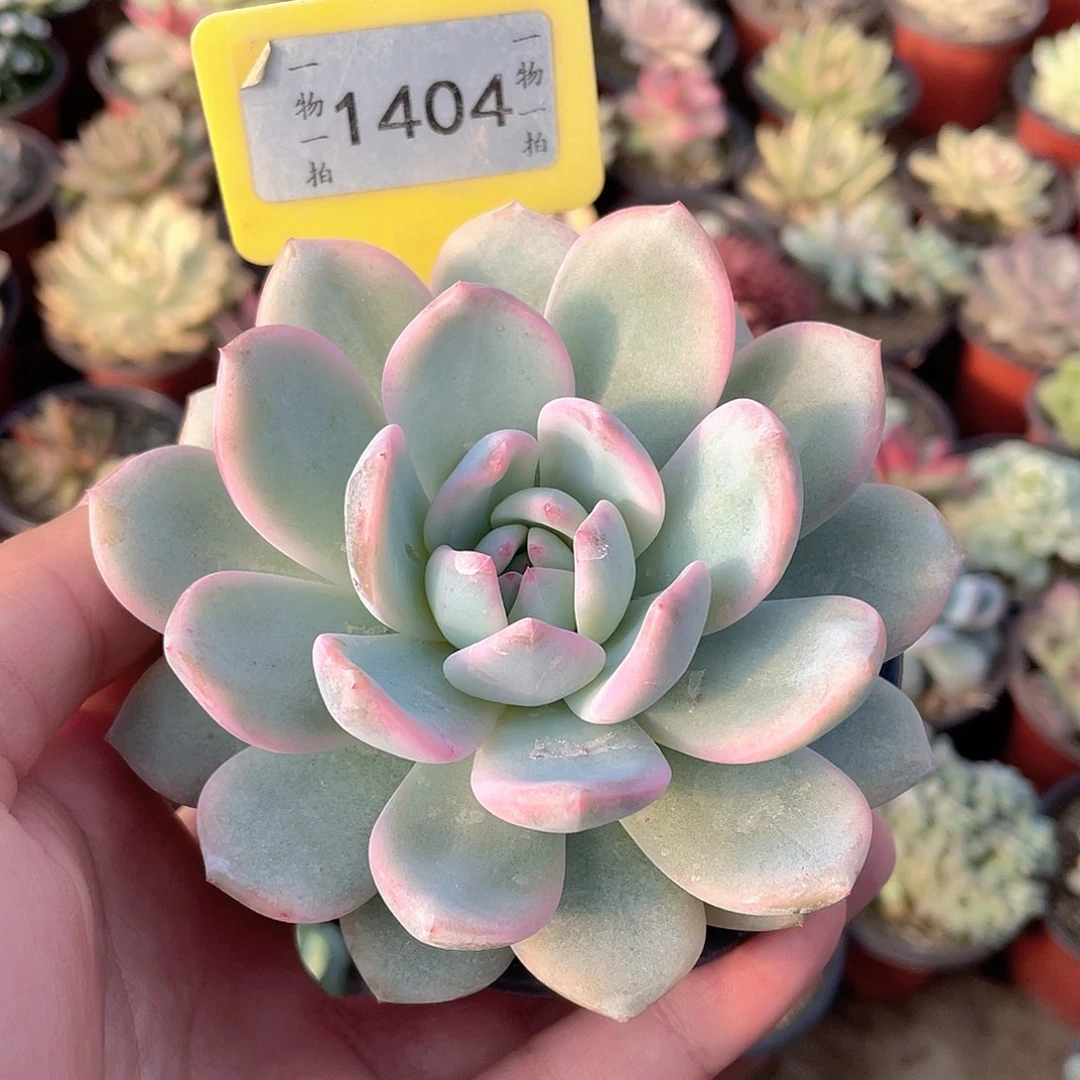 嘉***r1404号多肉植物盆栽