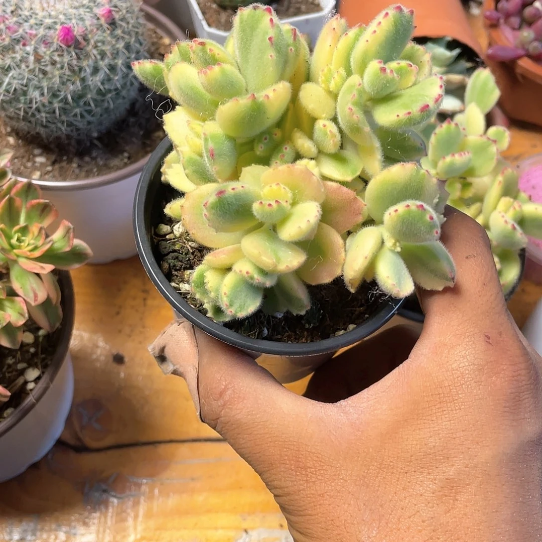 白熊童子带盆发货