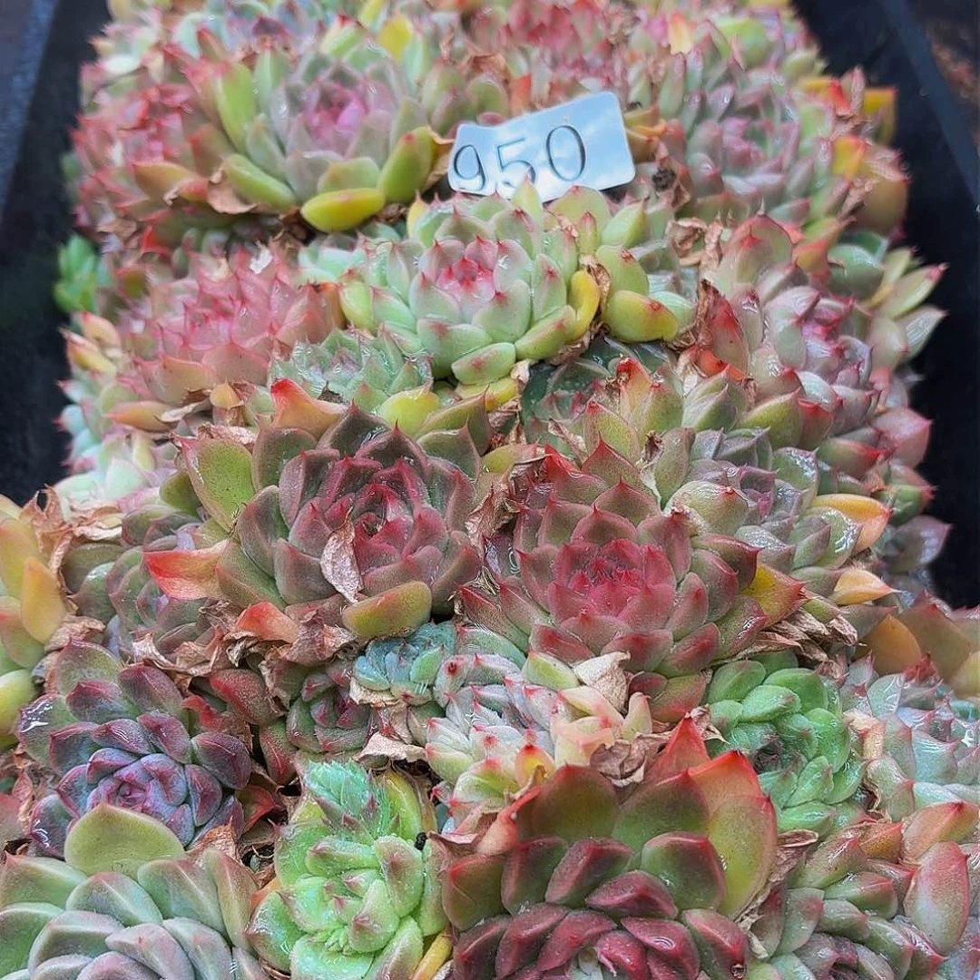 苏**干多肉植物多肉植物950