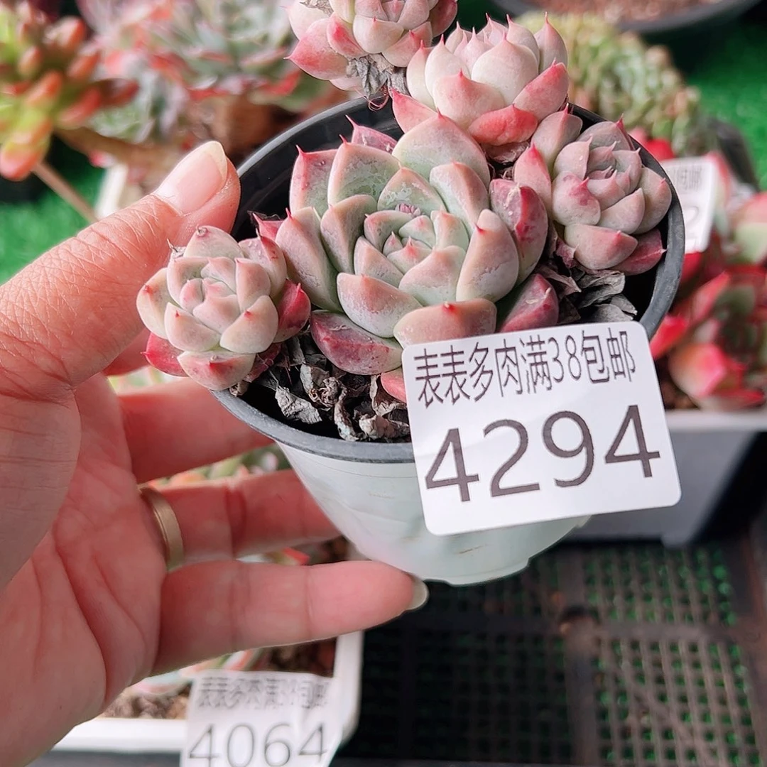 无花朵多肉一物一拍植物4294