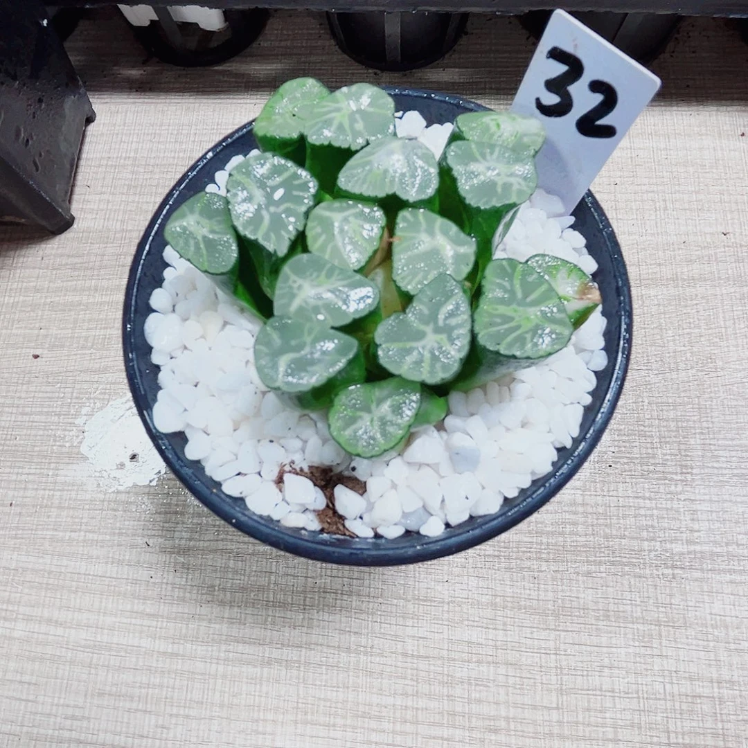 火烧云万象多肉植物6666