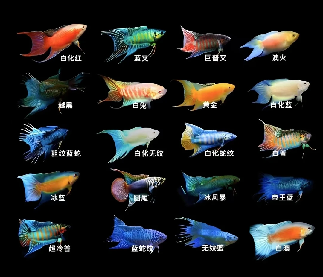 中国斗鱼活体冷水淡水观赏鱼苗耐养不打氧小型鱼