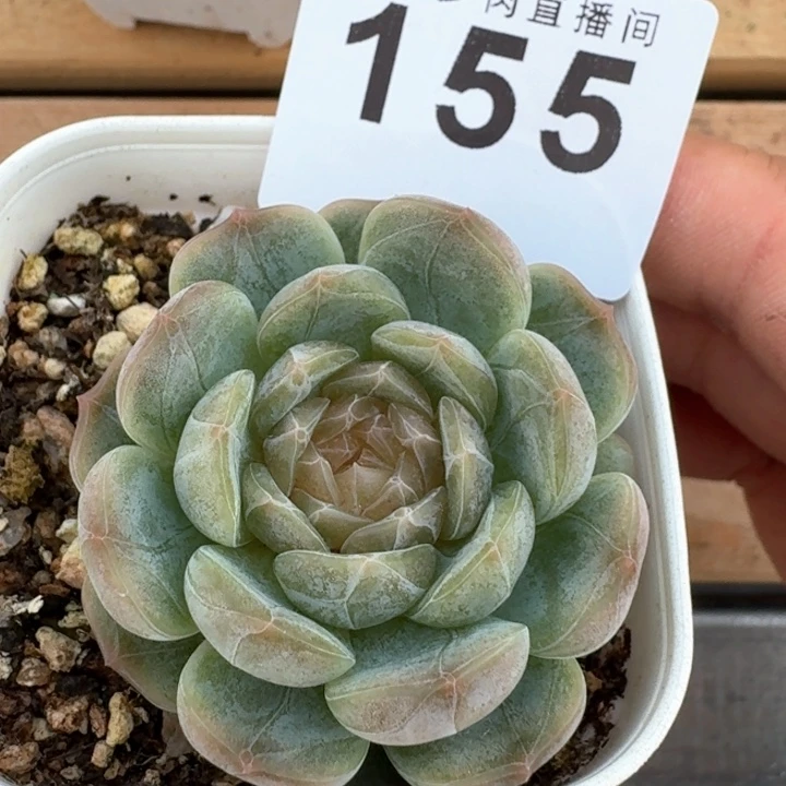 福利  开播福利多肉植物