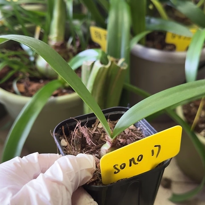 会***羊无花朵Sono17,1+带盆土