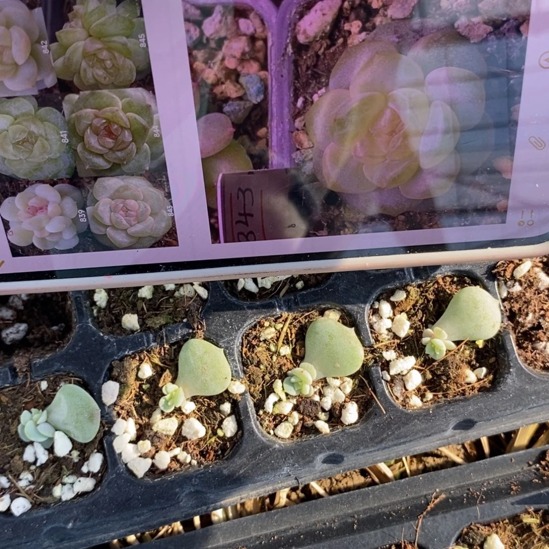 标305风花843芽苗一个