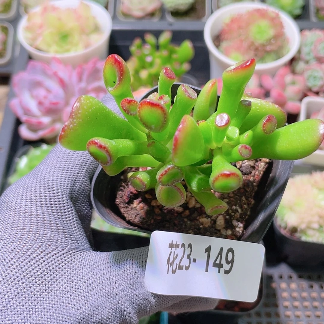 花利美23-149吸财树