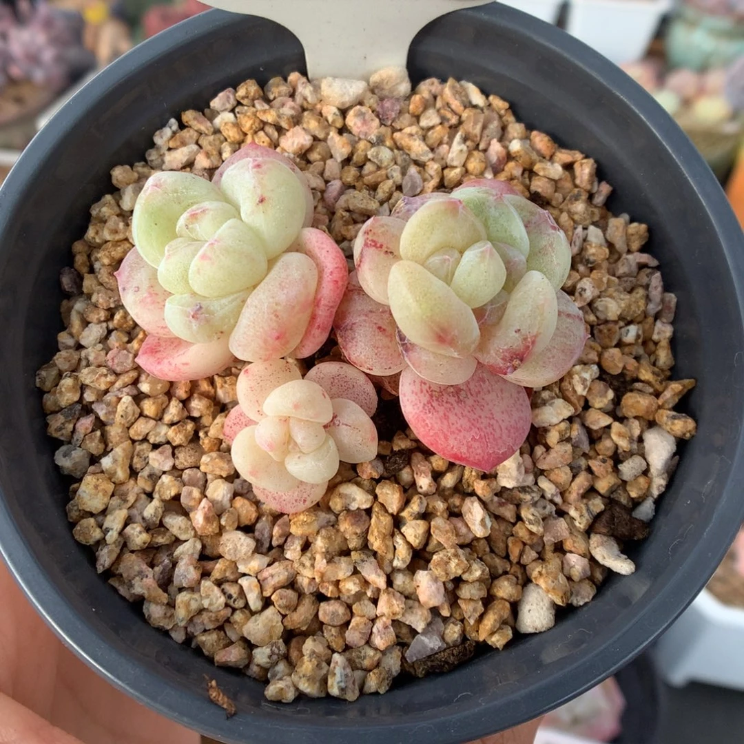 340冰玉石化多肉植物