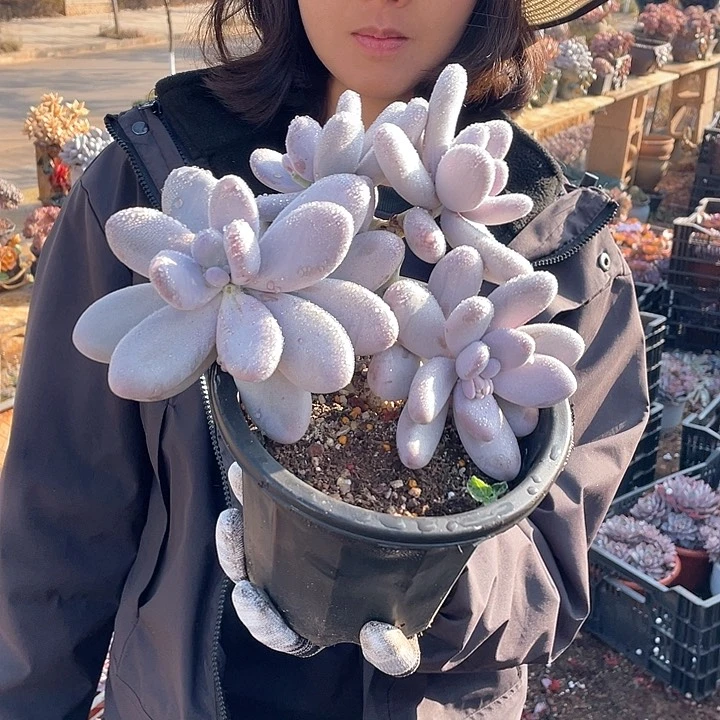 鸡蛋美人9.9米 量拍多肉