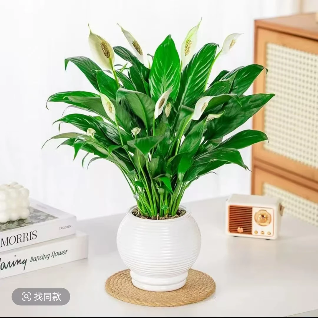 【一帆风顺】白掌绿植物办公室内小盆栽带花苞送营养液花盆