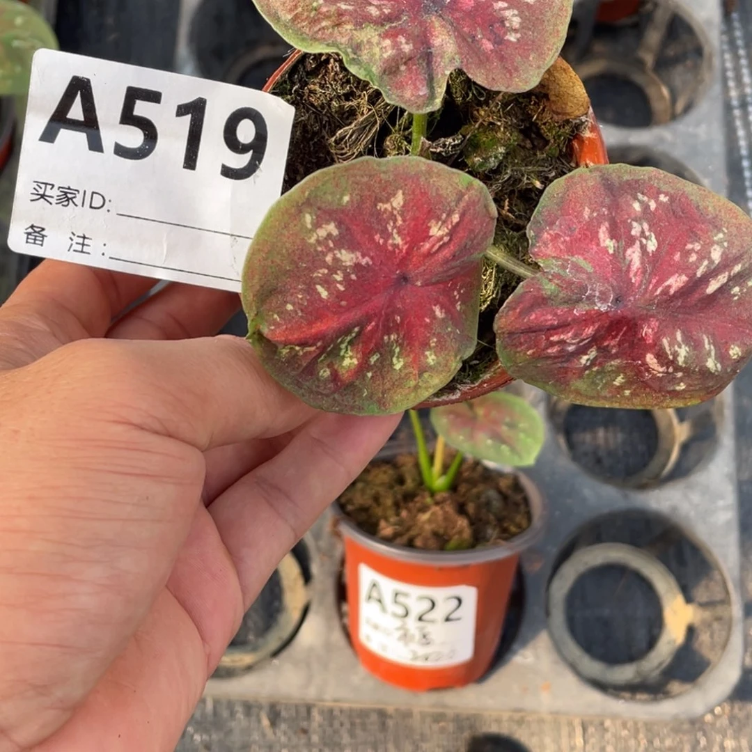 完全开放海王小崽