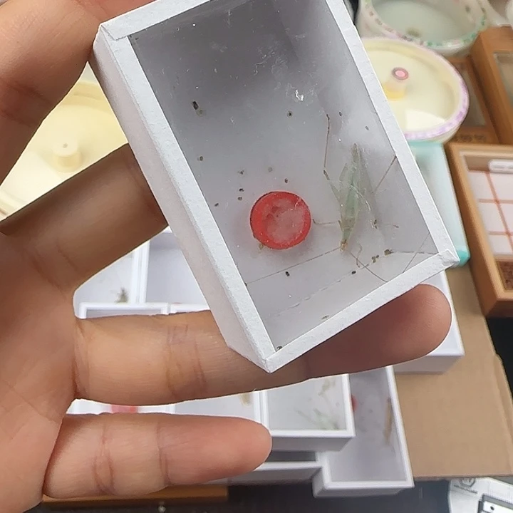 蓝竹蛉一条包邮全品