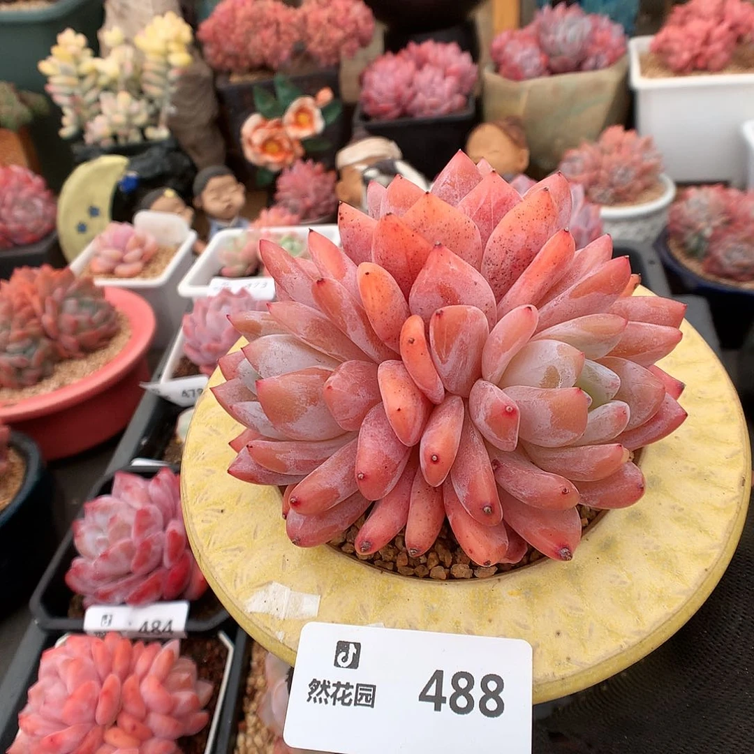 488雪天使多肉植物666