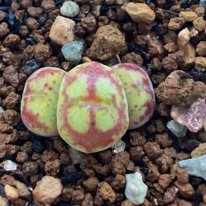 25多肉植物百科植物