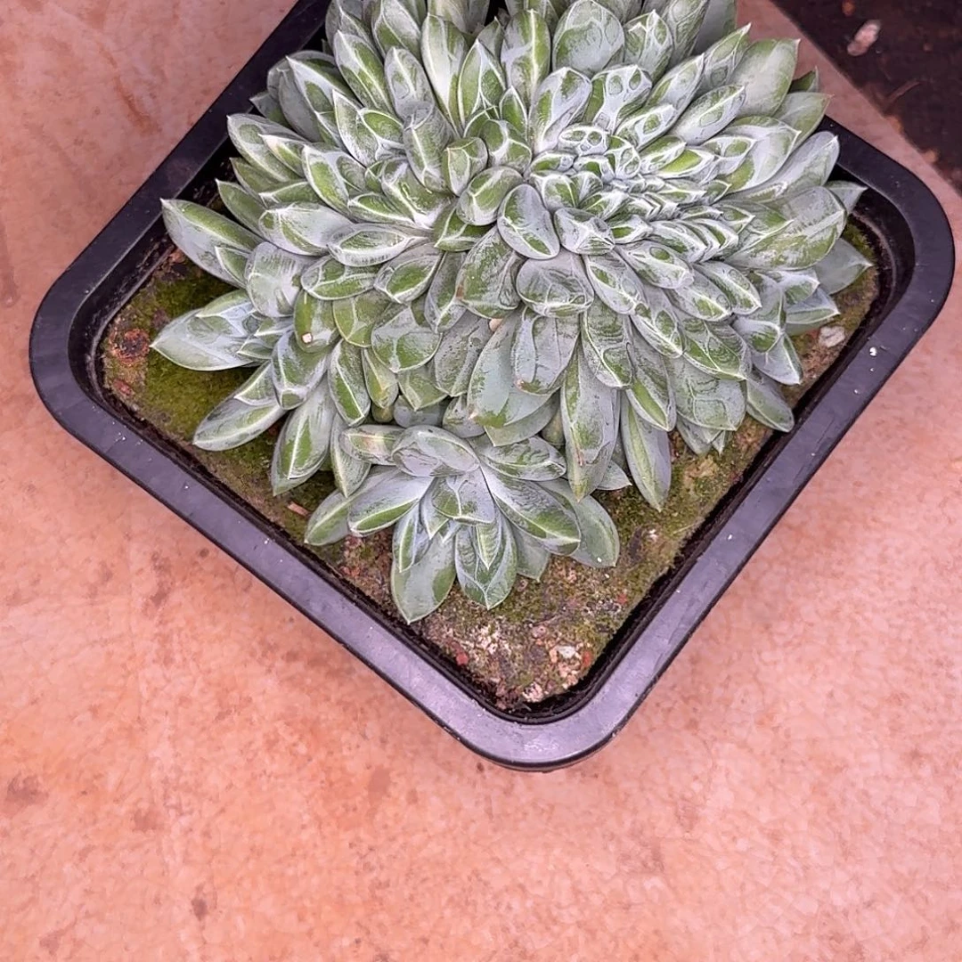 E***鹏戴拉缀化多肉植物