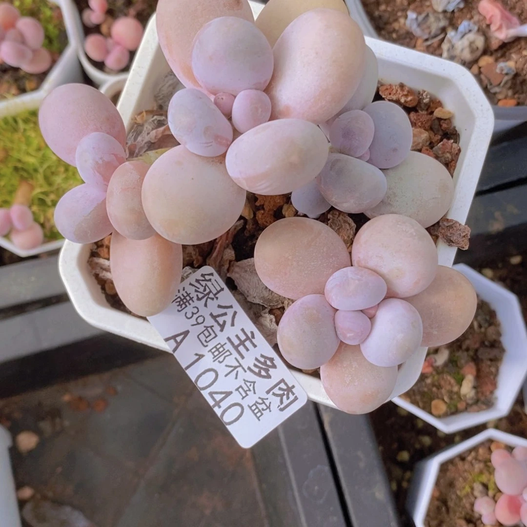 原始奶8cm1040多肉植物