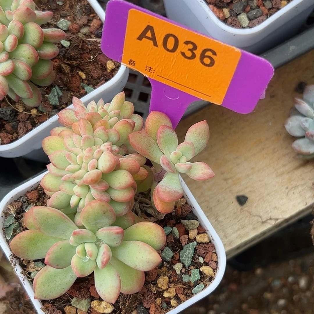3***。多肉植物一物一拍