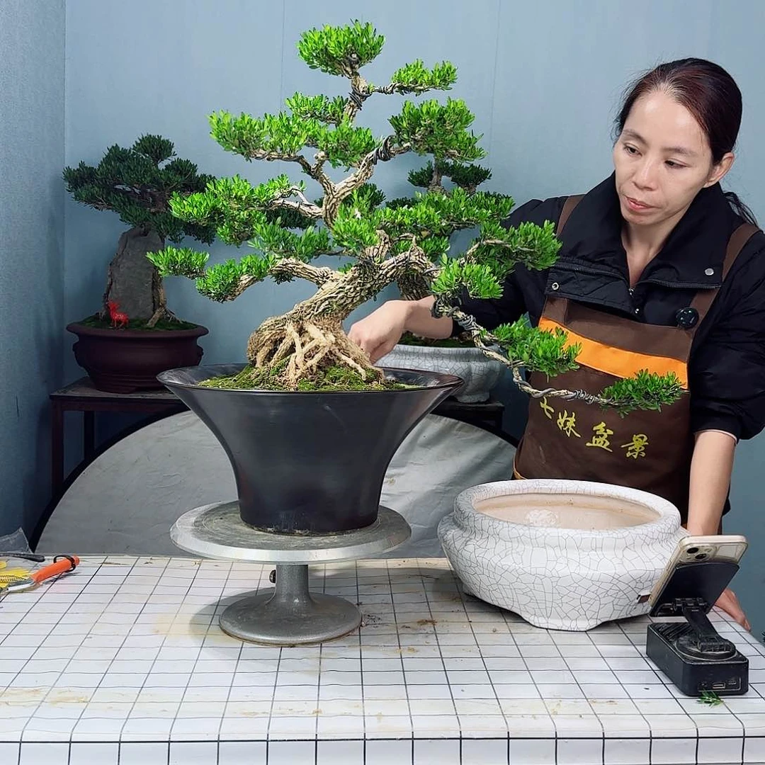 当**人广东皱皮黄杨