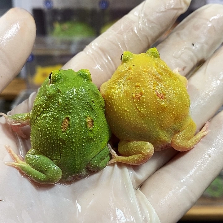 角蛙339号超皮超宇组合