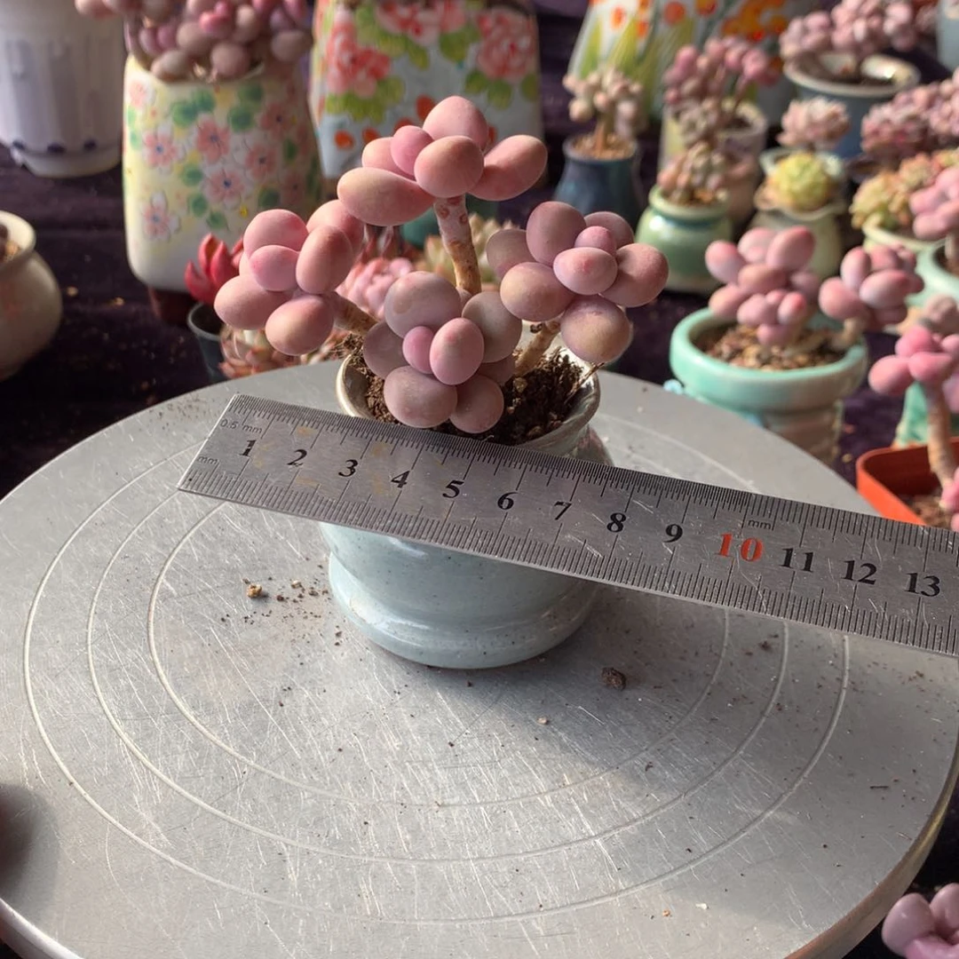 13号带盆偏远地区不包邮的